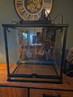 Compleet terrarium/paludarium 45x60x60, Slang, 0 tot 2 jaar