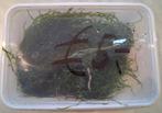 Groot portie Javamos € 5,-!!!, Vis, Zoetwatervis