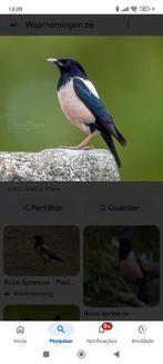 Roze spreeuwen, Meerdere dieren, Wildzangvogel