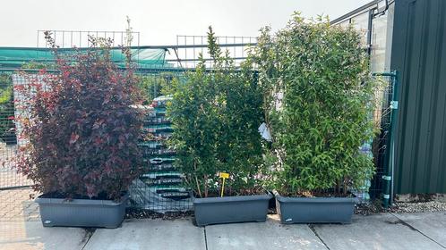 Kant en klaar haag 180x120 cm vanaf €50,00, Tuin en Terras, Planten | Struiken en Hagen, Overige soorten, Ophalen