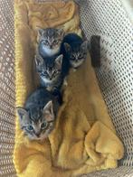 Nog 1 prachtige kitten (katertje) beschikbaar, Dieren en Toebehoren, Katten en Kittens | Overige Katten, Kater, Kortharig, 0 tot 2 jaar
