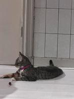 Did you see her?, Dieren en Toebehoren, Katten en Kittens | Overige Katten, Poes, Kortharig, 0 tot 2 jaar