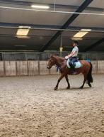 Verzorg paard gezocht!, Ophalen of Verzenden, Nieuw