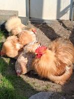 Cochin kriel kippen, Dieren en Toebehoren, Pluimvee, Meerdere dieren, Kip
