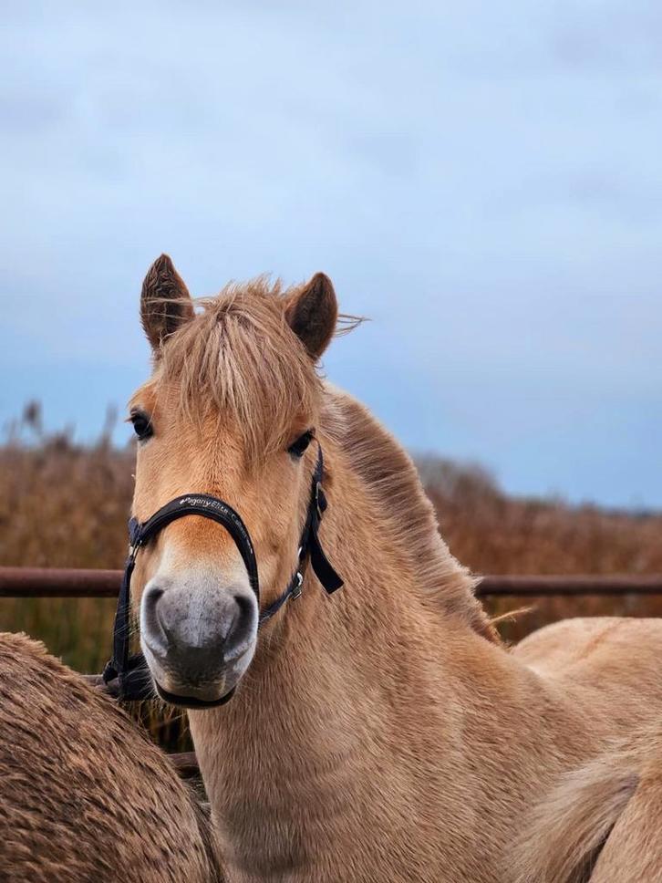 Mooie Fjord veulens, jaarlingen en tweejarigen., Dieren en Toebehoren, Pony's, Meerdere dieren, Onbeleerd, D pony (1.37m tot 1.48m)