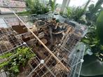 Gratis: gerbils, kooien en uitzet, Rat, Meerdere dieren, Tam, September