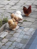 Cochin kriel kippen, Meerdere dieren, Kip