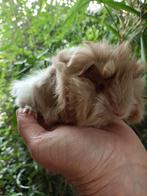 Jonge cavia beertjes, Juni, Mannelijk, Cavia