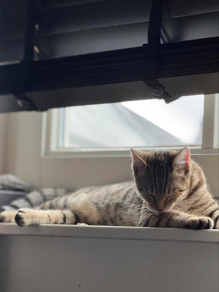 Gratis ophalen 6 maanden oud, Dieren en Toebehoren, Katten en Kittens | Dekkaters, 0 tot 2 jaar