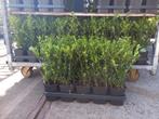 Ilex Caroline upright haagplant 30cm hoog €2,95 i.p.v. buxus, Ophalen, Haag