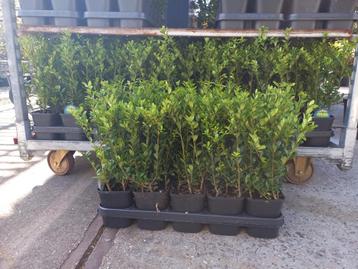 Ilex Caroline upright haagplant 30cm hoog €2,95 i.p.v. buxus beschikbaar voor biedingen