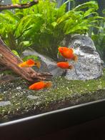 Platy vissen, Vis, Zoetwatervis, Schoolvis
