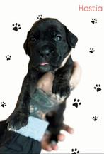 Cane Corso x Boxer pups – 3 teefjes beschikbaar!, Dieren en Toebehoren, België, Fokker | Hobbymatig, Rabiës (hondsdolheid), Overige rassen