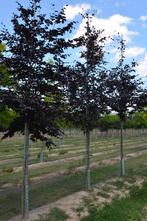 Hele mooie rode beuken bomen Fagus sylvatica Atropunicea, Bloeit niet, Overige soorten, 250 tot 400 cm, Ophalen