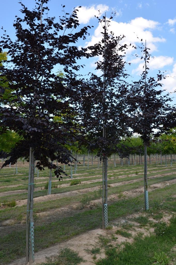 Hele mooie rode beuken bomen Fagus sylvatica Atropunicea, Tuin en Terras, Planten | Bomen, Overige soorten, 250 tot 400 cm, Volle zon