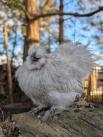 Tamme lieve Zijdehoen haan zoekt nieuw huisje, Dieren en Toebehoren, Pluimvee, Mannelijk, Kip