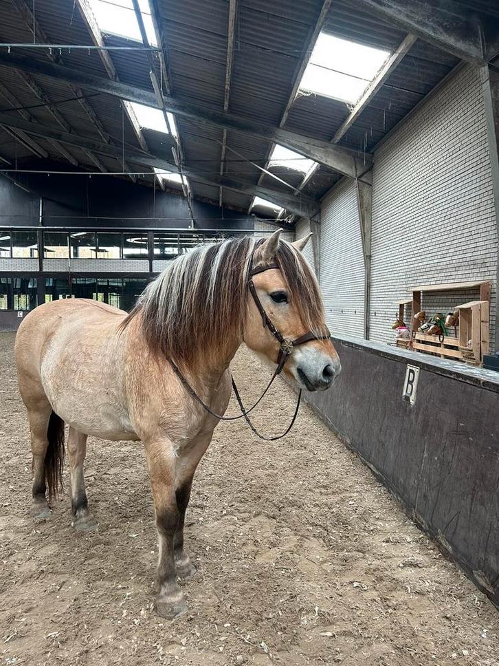 Verzorger/verzorgster gezocht!, Dieren en Toebehoren, Paarden en Pony's | Overige Paardenspullen, Ophalen