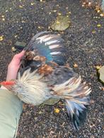 Tam serama haantje, Dieren en Toebehoren, Mannelijk, Kip