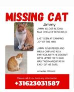 Vermiste Rode Kater Jimmy, Dieren en Toebehoren, Vermiste en Gevonden Dieren, Kat