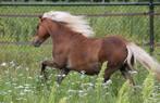 Goede fokmerrie NMPRS stamboek mini paard pony merrie, Dieren en Toebehoren, Pony's, Merrie, Gechipt, 0 tot 2 jaar