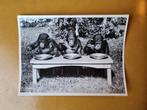 Chimpansees in Diergaarde Rotterdam/Blijdorp  jaren '30, Verzamelen, Verzenden, Zo goed als nieuw