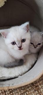 Britsekortharen, Dieren en Toebehoren, Katten en Kittens | Raskatten | Korthaar, Meerdere dieren, Ontwormd, 0 tot 2 jaar