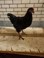 Australorp haan, Dieren en Toebehoren, Pluimvee, Mannelijk, Kip