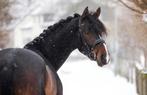 Mooi, lief Z paard te koop, Dieren en Toebehoren, Paarden, Z, Gechipt, Ruin, Dressuurpaard