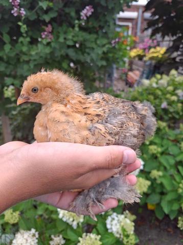 3 hennetjes + nog enkele haantjes beschikbaar  beschikbaar voor biedingen