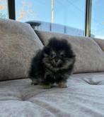 Pomeriaan, Dieren en Toebehoren, Honden | Poolhonden, Keeshonden en Oertypen, Rabiës (hondsdolheid), 8 tot 15 weken, Buitenland