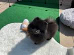 Pomeriaan Pomeranian dwerkees pup Reu / mag gelijk mee!, Particulier, Rabiës (hondsdolheid), Keeshond, 8 tot 15 weken