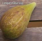 Vijgenboom 9 soorten, Tuin en Terras, Lente, Volle zon, In pot, Ophalen of Verzenden