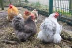 Cochin kriel broedeieren, Geslacht onbekend, Kip