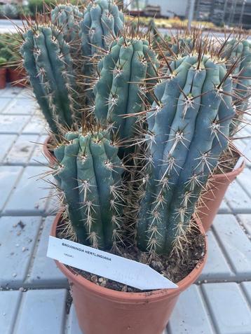 Cactussen 4 soorten zuilcactussen in de 17cm pot  beschikbaar voor biedingen