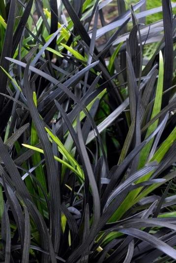 Ophiopogon Nigra
' & ossentong beschikbaar voor biedingen