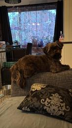 3/4 Shih Tzu 1/4 Maltezer, Overige rassen, CDV (hondenziekte), 8 tot 15 weken, Meerdere