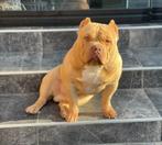 prachtige unieke American pocket Bully Donder, Dieren en Toebehoren, Particulier, Rabiës (hondsdolheid), 1 tot 2 jaar, Buitenland
