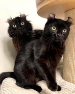 American Curl kittens | geholpen | lief | gezond | stamboom, Dieren en Toebehoren, Katten en Kittens | Overige Katten, Meerdere dieren