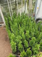 Coniferen Thuja Smaragd, Ophalen, Conifeer