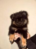Pomeriaan pup, Dieren en Toebehoren, Overige rassen, 8 tot 15 weken, Teef, Meerdere