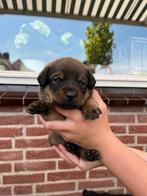 Leuke pups te koop, Ophalen of Verzenden