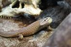 Varanus acanthurus, Dieren en Toebehoren, Reptielen en Amfibieën, Hagedis, 0 tot 2 jaar