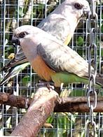 Roodbuikpapegaai man (Poicephalus Rufiventris), Dieren en Toebehoren, Vogels | Parkieten en Papegaaien, Mannelijk, Parkiet, Geringd