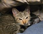 Aardige dame, Poes, Kortharig, 0 tot 2 jaar