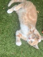 Lieve kater van 13 weken – inclusief alle spullen!, Dieren en Toebehoren, Kater, Ontwormd, 0 tot 2 jaar