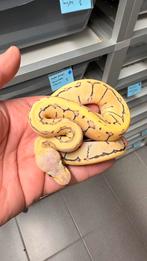 Pastel orange dream pinstripe desert ghost ball python, Dieren en Toebehoren, Slang, 0 tot 2 jaar