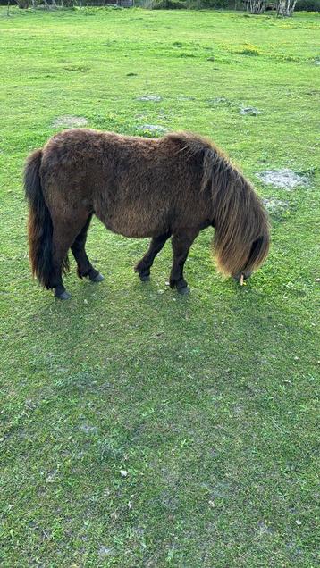 Te koop meerdere Shetland merries beschikbaar voor biedingen