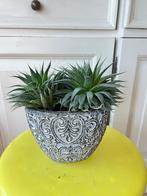 Aloë aristata, Ophalen, Vetplant, Halfschaduw, In pot