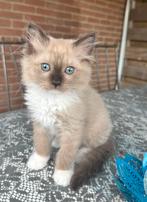 Prachtige ragdoll kittens, Dieren en Toebehoren, Katten en Kittens | Raskatten | Langhaar, Meerdere dieren, Ontwormd, 0 tot 2 jaar