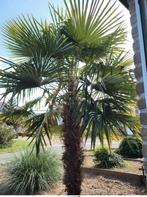 Mooie winterharde palmboom, Tuin en Terras, Planten | Bomen, 250 tot 400 cm, Zomer, Palmboom, Ophalen